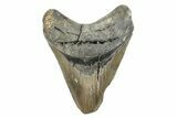 Serrated, Fossil Megalodon Tooth - North Carolina #274847-1